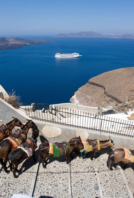 Donkeys in Santorini